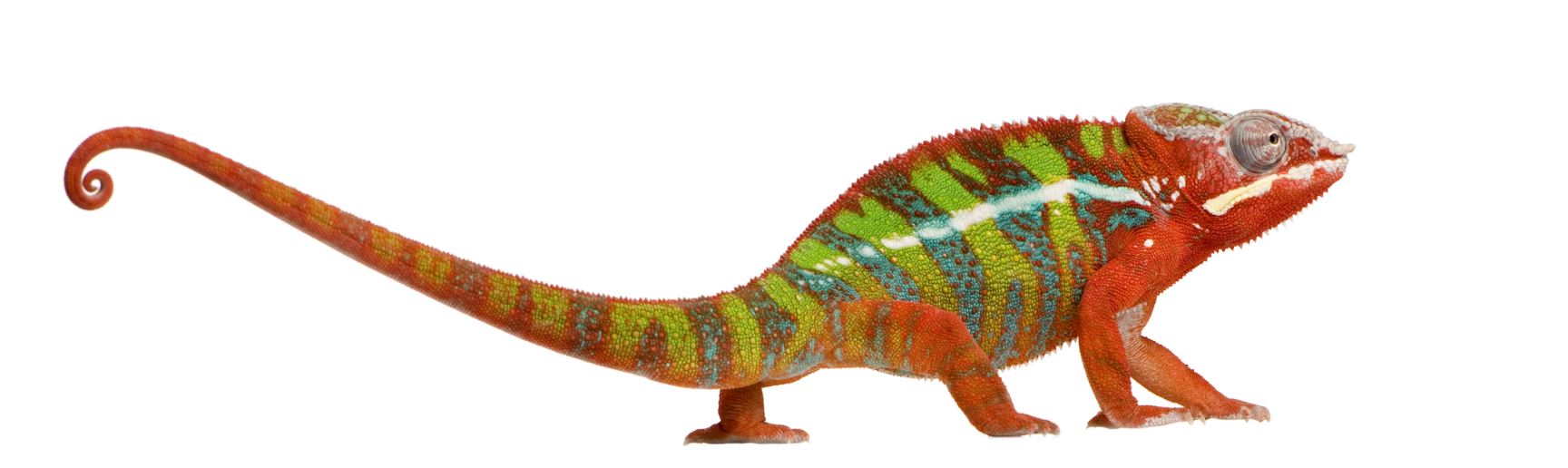 Chameleon
