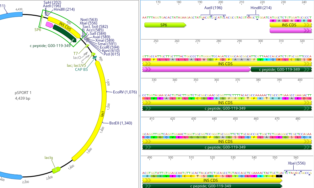 Automatically annotate plasmid maps and expression vectors