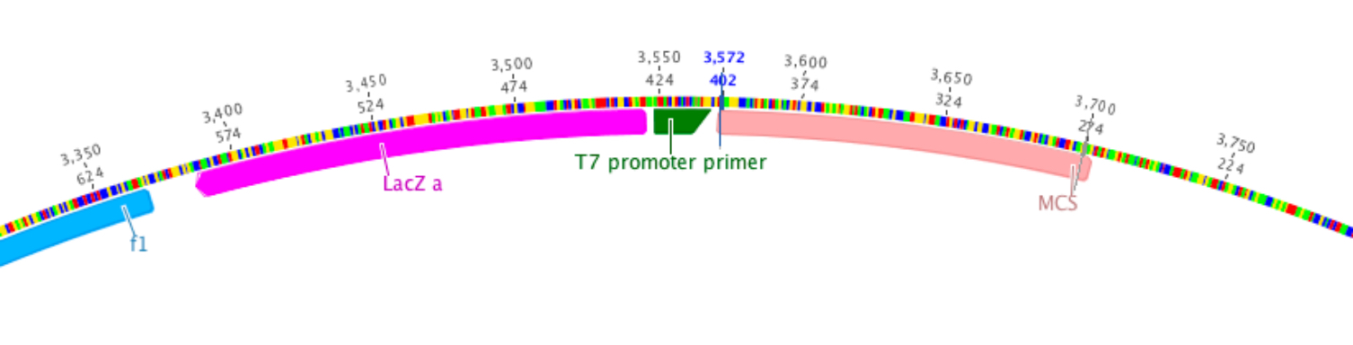 Elegant primer design